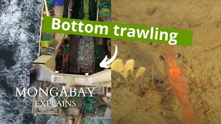 Why you should care about bottom trawling? #MongabayExplains