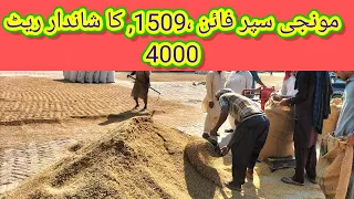 مونجی 1509, سپر فائن کا ریٹ غلہ منڈی علی پور چٹھہ 2022-09-03