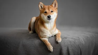 Caring for a Shiba Inu: What You Need to Know