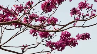 ［記錄美好］「洋紅風鈴木」學名：Tabebuia rosea，在台中市南屯區「精密機械科技創新園區 」Taichung Taiwan 。大蔚阿昌（David Liao)［認識植物好好玩］