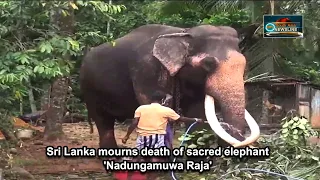 Sri Lanka mourns death of sacred elephant 'Nadungamuwa Raja'