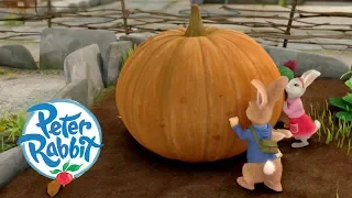 Peter Rabbit - The Great Pumpkin Theft | Cartoons for Kids