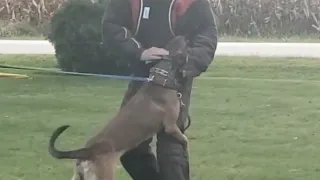 A young IGP malinois learning the KNPV way of attacks!