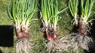 Egyptian walking onions - growing and propagating