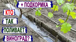 🍇 Как я ПОЛИВАЮ и ПОДКАРМЛИВАЮ взрослый виноград. Как рассчитать КОЛИЧЕСТВО УДОБРЕНИЙ под куст