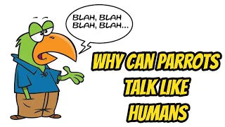Why Can Parrots Talk Like Humans