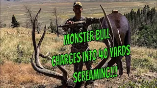 ELK HUNTING: GIANT COLORADO ELK charges into 40 yards after coming unglued!