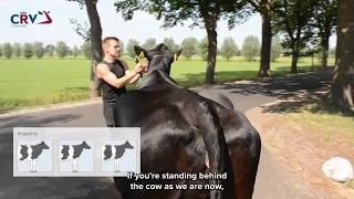 Cow judging instruction video Part 2: Type and Dairy Strength