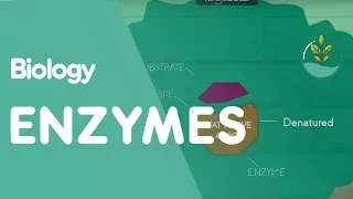 How Enzymes Denature | Cells | Biology | FuseSchool