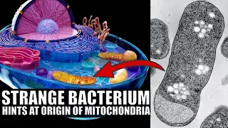 Groundbreaking Discovery of Bacteria Related to Mitochondria In Our Bodies