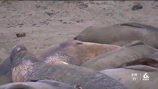 Annual molting season underway for elephant seals in San Simeon