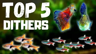Top 5 Dither Fish to Help Shy or Aggressive Fish