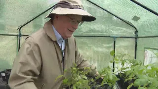 'Tomato Man' plants growing in popularity, joy