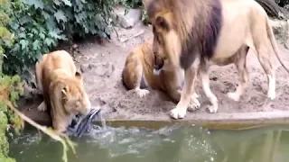 Duck vs four tigers
