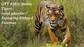 OTT #283: Sunda Tigers (rent asunder) Featuring Richard Freeman