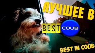 Смешные ПРИКОЛЫ 2015 COUB & VINE # 70 Funny video Best fails Compilation Подборка смешных видео