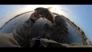 Newport Beach Harbor Fishing 03-20-2024 | FishReportSeries