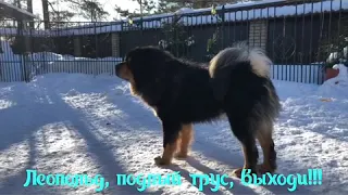 Тибетские мастифы! Весна! Враги вокруг! Паранойя