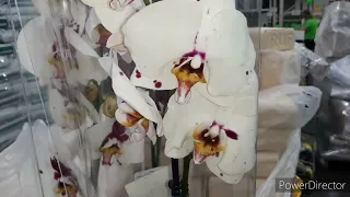Обалденные Орхидеи в Леруа! 4 сентября 2023г.