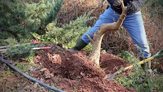 How to dig bonsai material