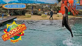Sea Lion Show from Sea Lion Bay at Chessington World of Adventures (Jan 2022) [4K Multi Angle]