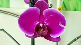 Орхидеи 34 ||| Купила орхидейку по уценки , а она оказалась с трипсами |||