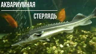 СТЕРЛЯДЬ АКВАРИУМНАЯ.