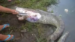 Crocodile in Anaconda stomach