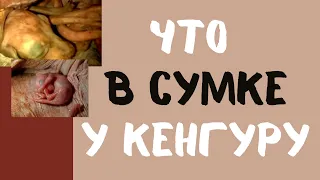 Что в Сумке у Кенгуру Хотите Узнать? Тогда заглядывайте