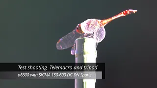 TEST SHOOTING  SIGMA 150-600 DG DN SPORTS SONY α 6600 with tripod