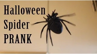 Halloween Spider Prank - feat Normel TV  -Julien Magic