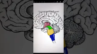 Строение головного мозга #егэ2024 #егэбиология #анатомия #мозг #раскраскаанатомия