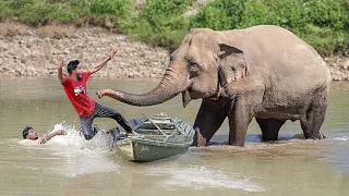 Elephant Chasing and Charging People in Village | Wild Elephant Attack and Encounter Fun Made Movie