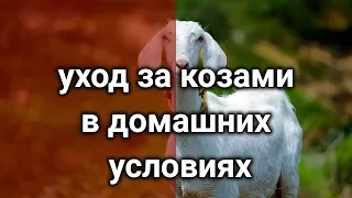 уход за козами в домашних условиях