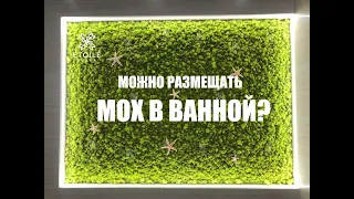 Мох в ванной: можно ли размещать и как ухаживать?