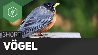 Vögel