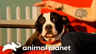Rescued Dog Lopez Finds A New Home | Pit Bulls and Parolees | Animal Planet