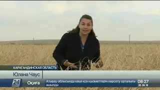 Австрийская пшеница дала рекордный урожай в Карагандинской области