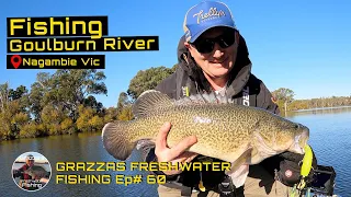 Murray Cod Fishing Goulburn River Nagambie - Grazza Freshwater Fishing