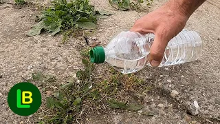 How to get rid of weeds? We testing natural weed killers