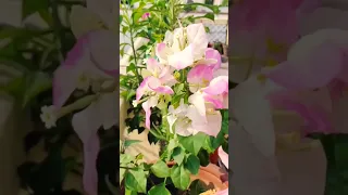 #bougainvillea #flowers #greece #nature #shortvideo #youtubeshorts