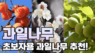 (~3/31(일)까지) 초보자도 키우기 쉬운 과일나무 4종을 소개합니다.