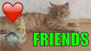 Cat and parrot friends funny animals