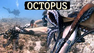 Secrets of the octopus