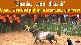 "கொம்பு வச்ச சிங்கம்"  தொட சொல்லி நின்னு விளையாடிய காளை..! | Alanganallur Jallikattu | 2022 |