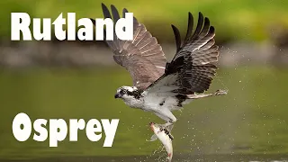 These Incredible Rutland Ospreys Could Be The Next Big Thing