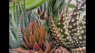 Summer Succulent Garden Tour 2023