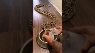 pet snake drinking water | Biggest Python | Biggest Snake | #shorts