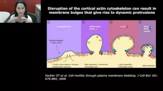 Dolores Di Visio - Diversity of Cancer-Derived Extracellular Vesicles