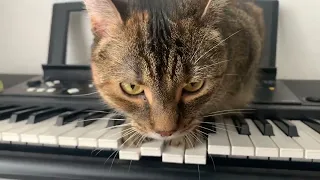The cat tests the musical effects